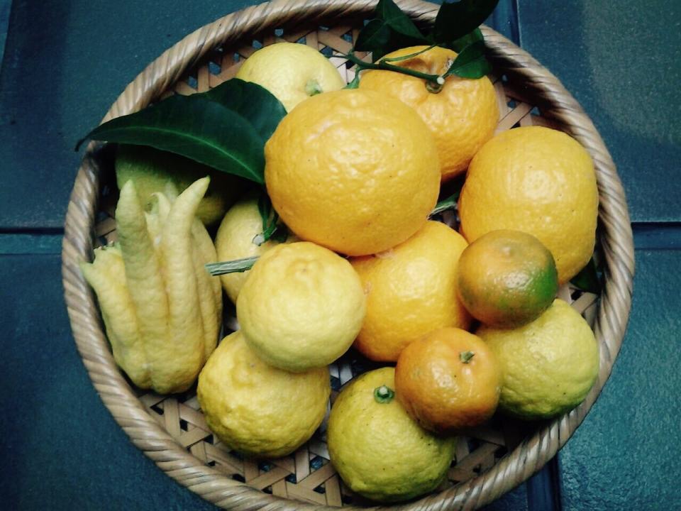 Папеда. Мандарин юдзу. Юдзу фрукт. Лимонник японский Юзу. Юдзу вкус.