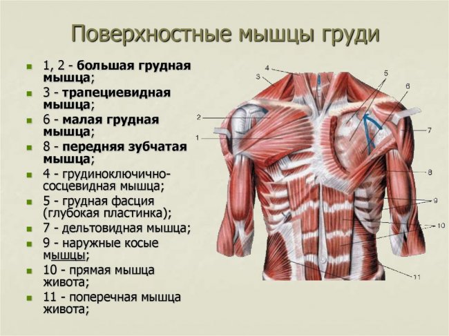 Как накачать мышцы груди