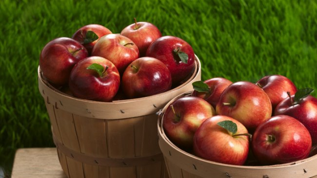 Польза яблок для организма человека
