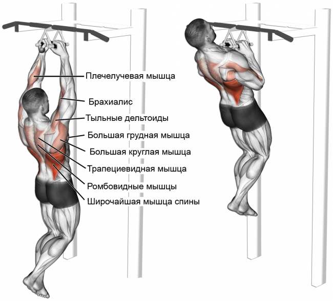 Упражнения на широчайшие мышцы спины