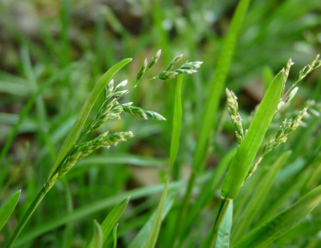 Пырей трава лечебные свойства