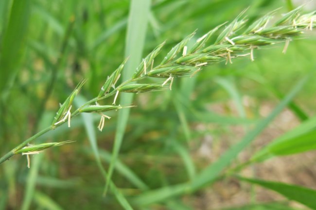 Пырей трава лечебные свойства
