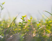 Какую пользу приносят травы для организма?